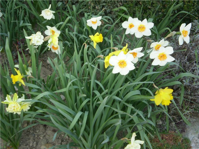 narcisi